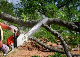 Best Tree Trimming and Pruning  in Terre Du Lac, MO