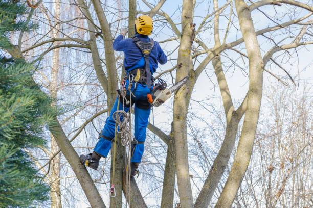 Best Tree Disease Treatment  in Terre Du Lac, MO